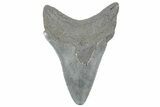 Serrated, Fossil Megalodon Tooth - South Carolina #236297-1